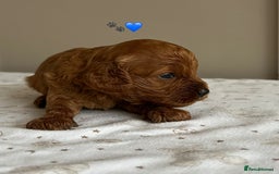 Cavapoo dogs for sale: Fully health tested Cavapoo 🐾🐶 - Image 15
