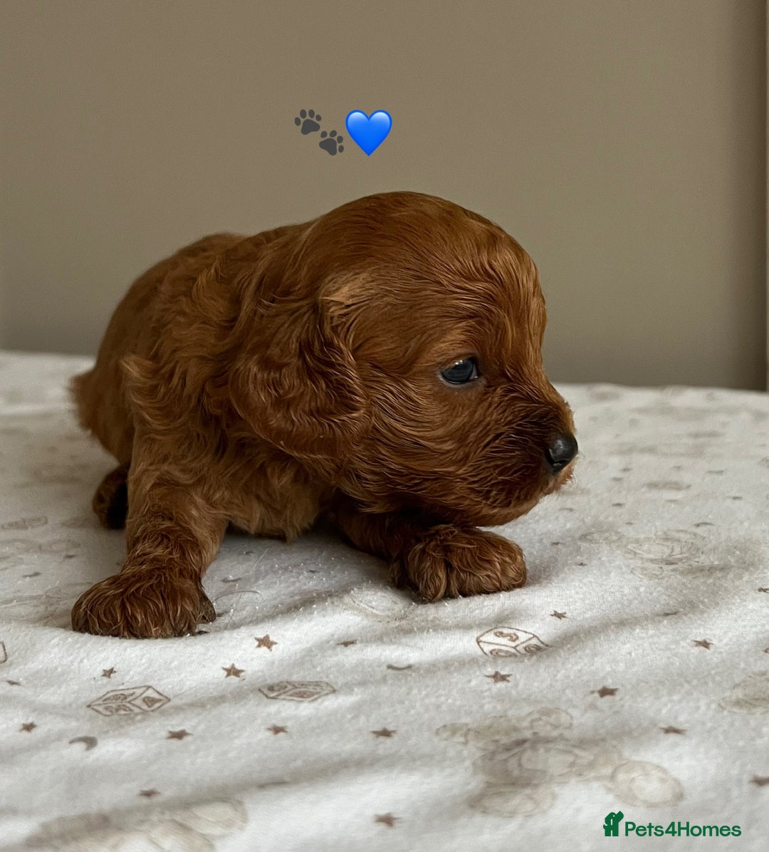 Cavapoo dogs for sale: Fully health tested Cavapoo 🐾🐶 - Image 15