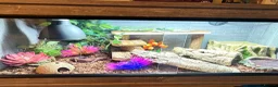 Gecko reptiles for sale: Two African fat tail gecko with set up  in Birmingham - Advert 4