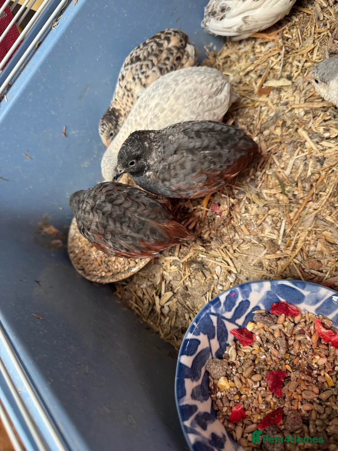 Quail poultry for sale: Japanese painted button quail for sale  in Bridgwater - Advert 2