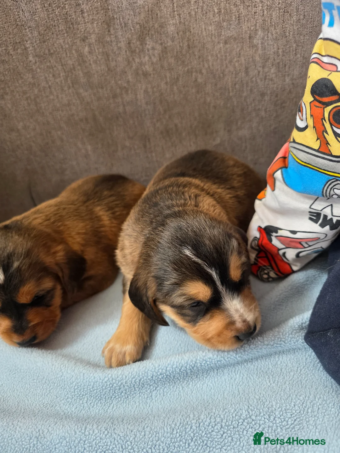 Cockerdor dogs for sale: Beautiful Cockador Sable Puppies Ready 22nd of May in ELY - Advert 15