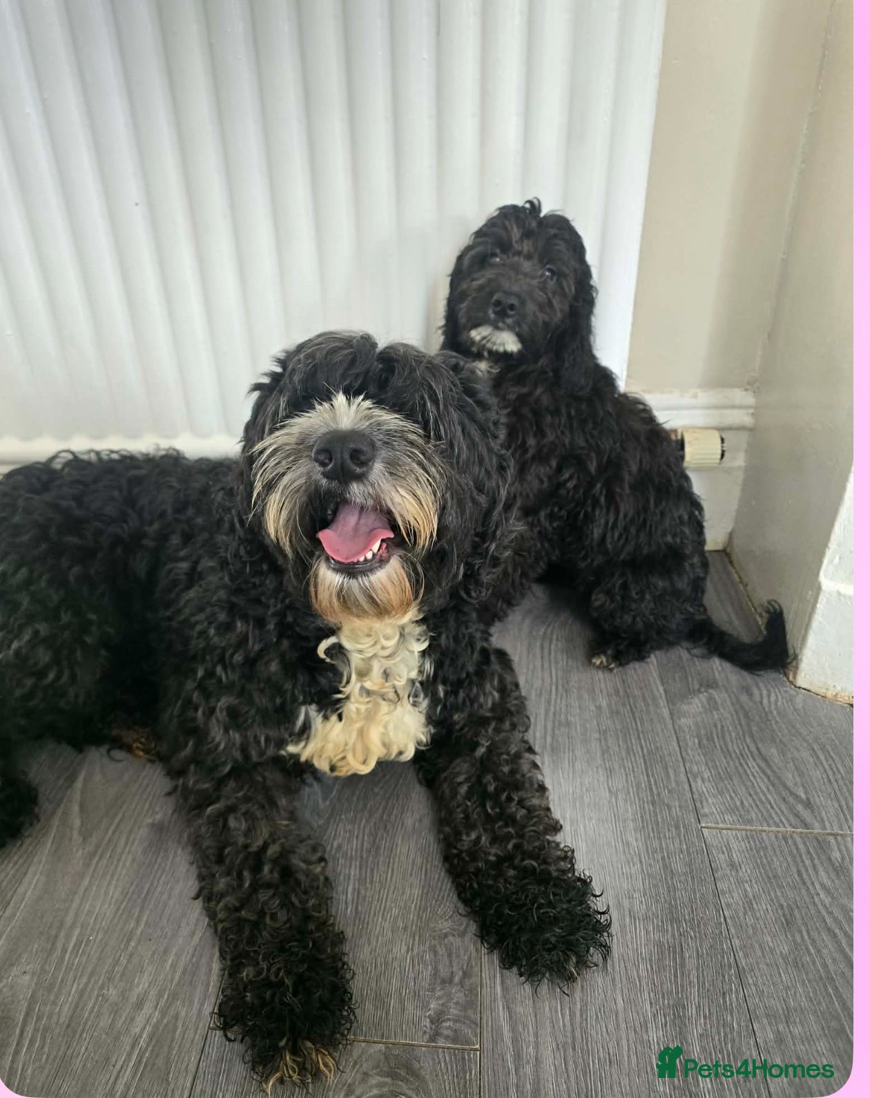 Goldendoodle dogs Goldendoodle in Bolton - Advert 1