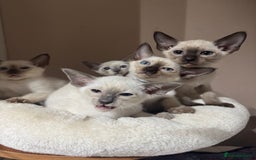 Siamese cats for sale: 5 affectionate adorable Siamese kittens ready now - Image 13