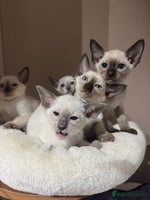 Siamese cats - Advert 5