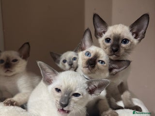 Siamese cats - Advert 29