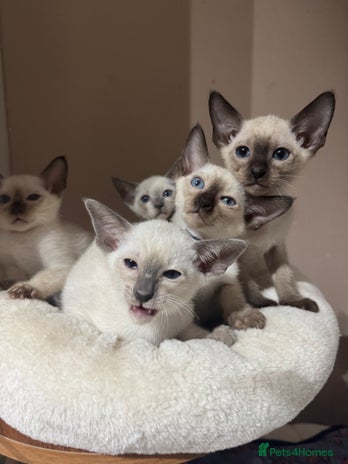 Siamese cats - Advert 1