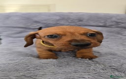 Miniature Dachshund dogs for sale: Miniature dachshund KC registered  - Image 7