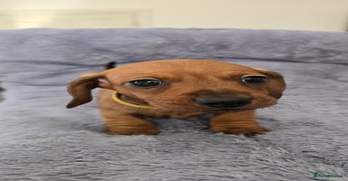 Miniature Dachshund dogs - Advert 2