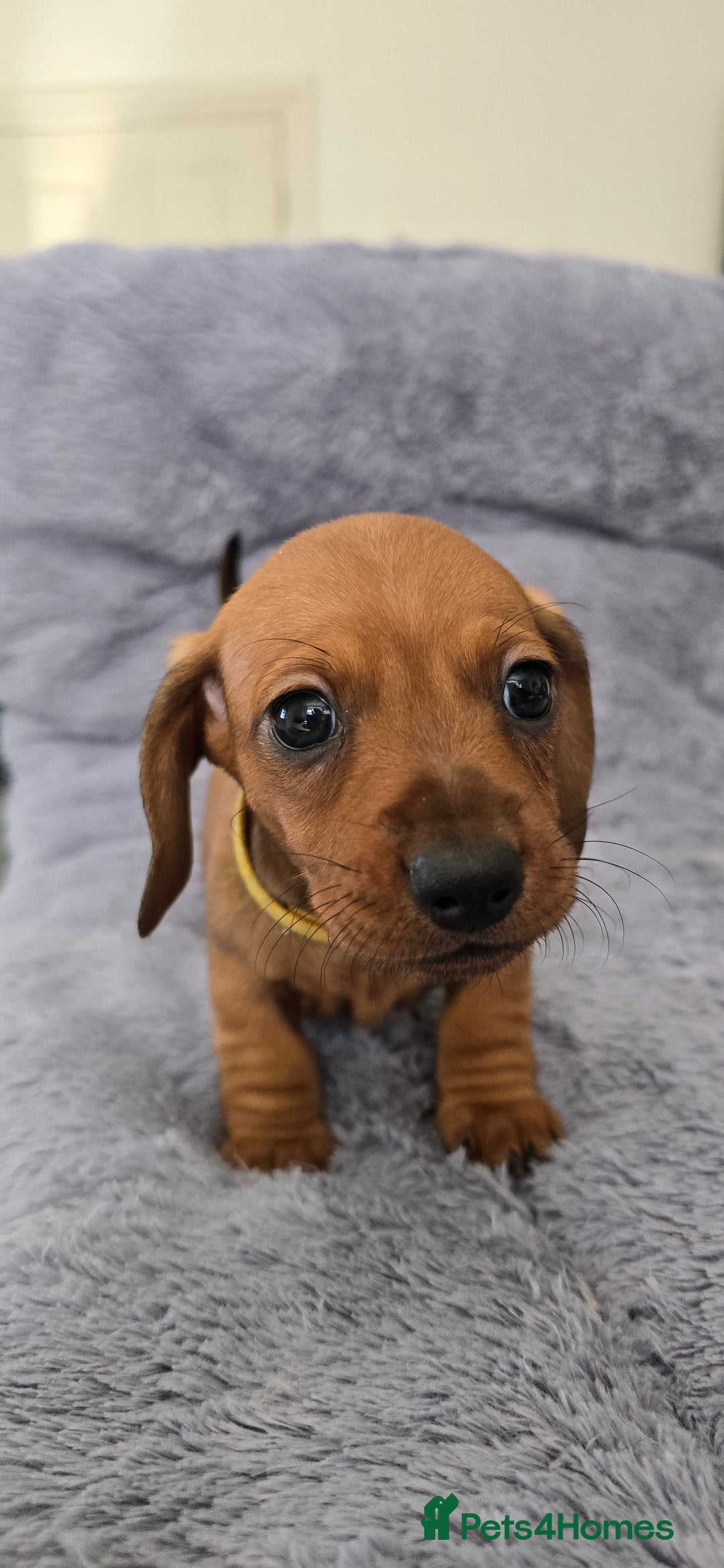 Miniature Dachshund dogs for sale: Miniature dachshund KC registered  - Image 7