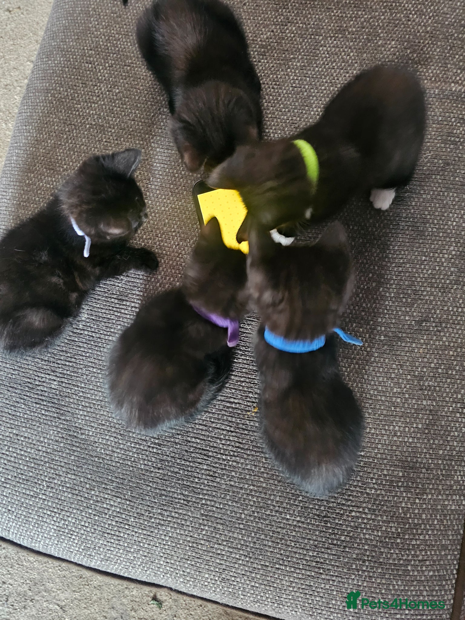 British Shorthair cats for sale: Kittens  - Advert 1