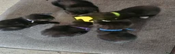 British Shorthair cats for sale: Kittens  - Advert 1
