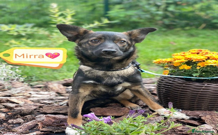 Mixed Breed dogs - Advert 6