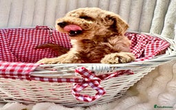 Cockapoo dogs for sale: Mini Cockapoo Puppies Kent - Image 4