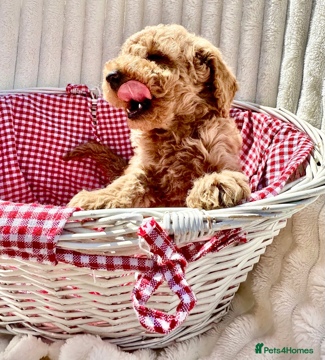 Cockapoo dogs for sale: Mini Cockapoo Puppies Kent - Image 4