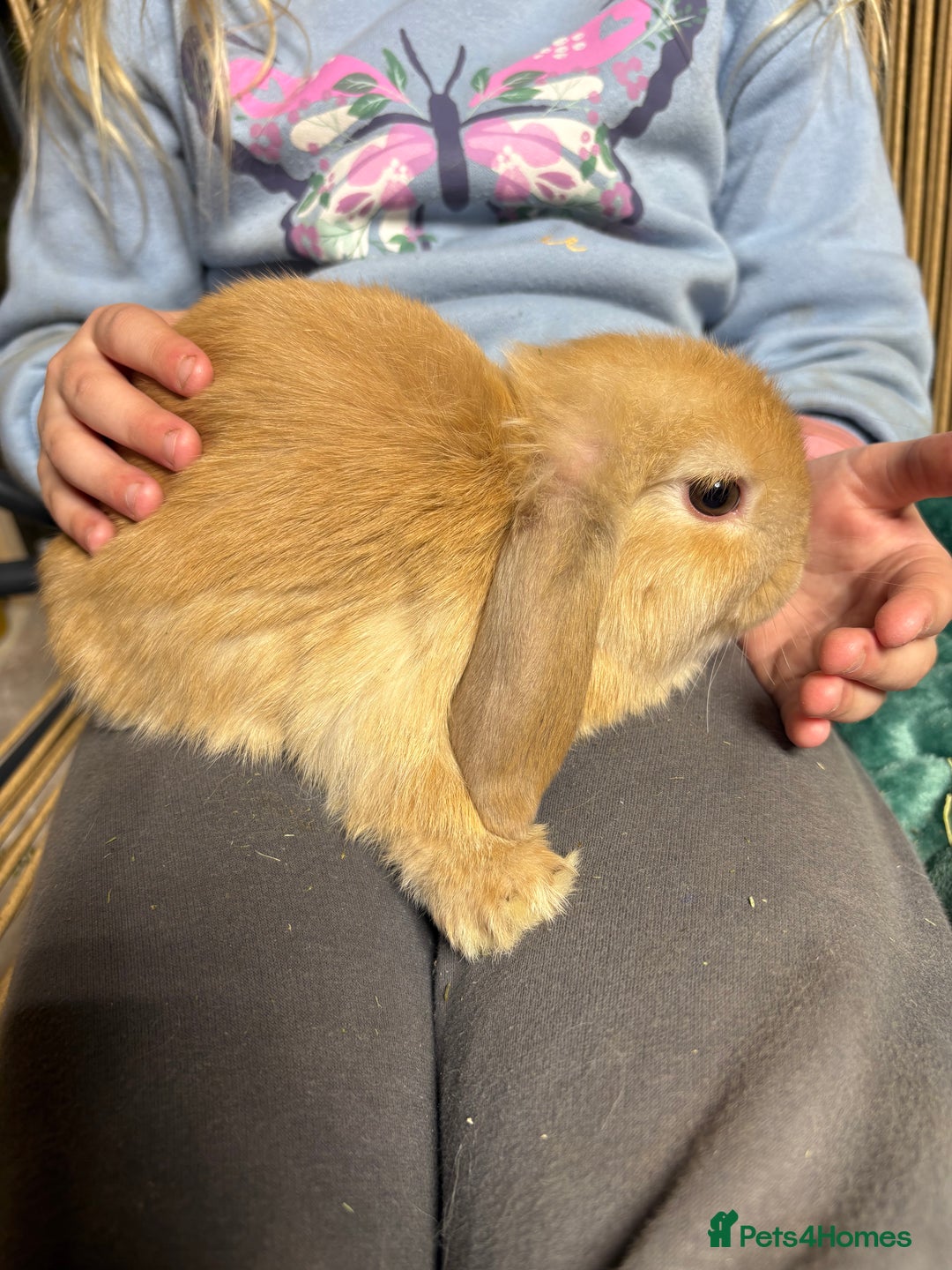 Mini Lop rabbits for sale: Beautiful Pure Bred Mini Lop Babies Available - Image 9