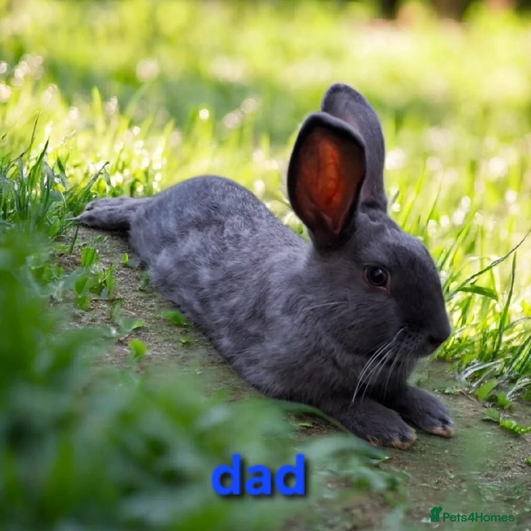 Mixed Breed rabbits for sale: Mix breeds babies. See all photos - Advert 7