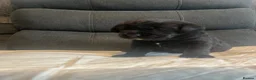 Labrador Retriever dogs for sale: Ready now! Female black Labrador - Advert 18