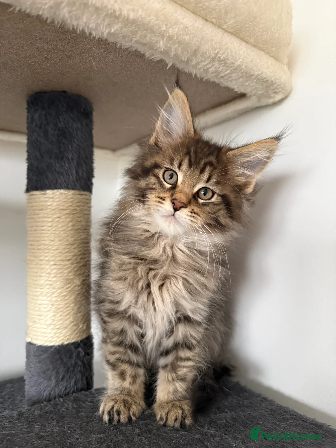 Maine Coon cats for sale: XL RUSSIAN CUBS 🇷🇺💙 - Advert 17