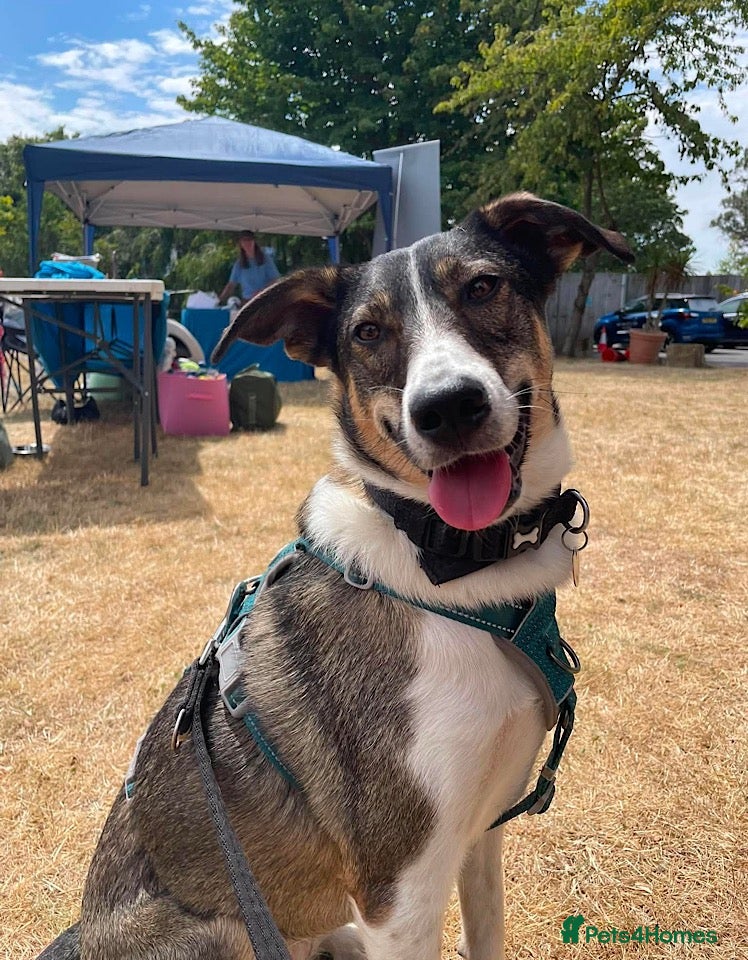 Mixed Breed dogs Marble seeks forever home  - Advert 2