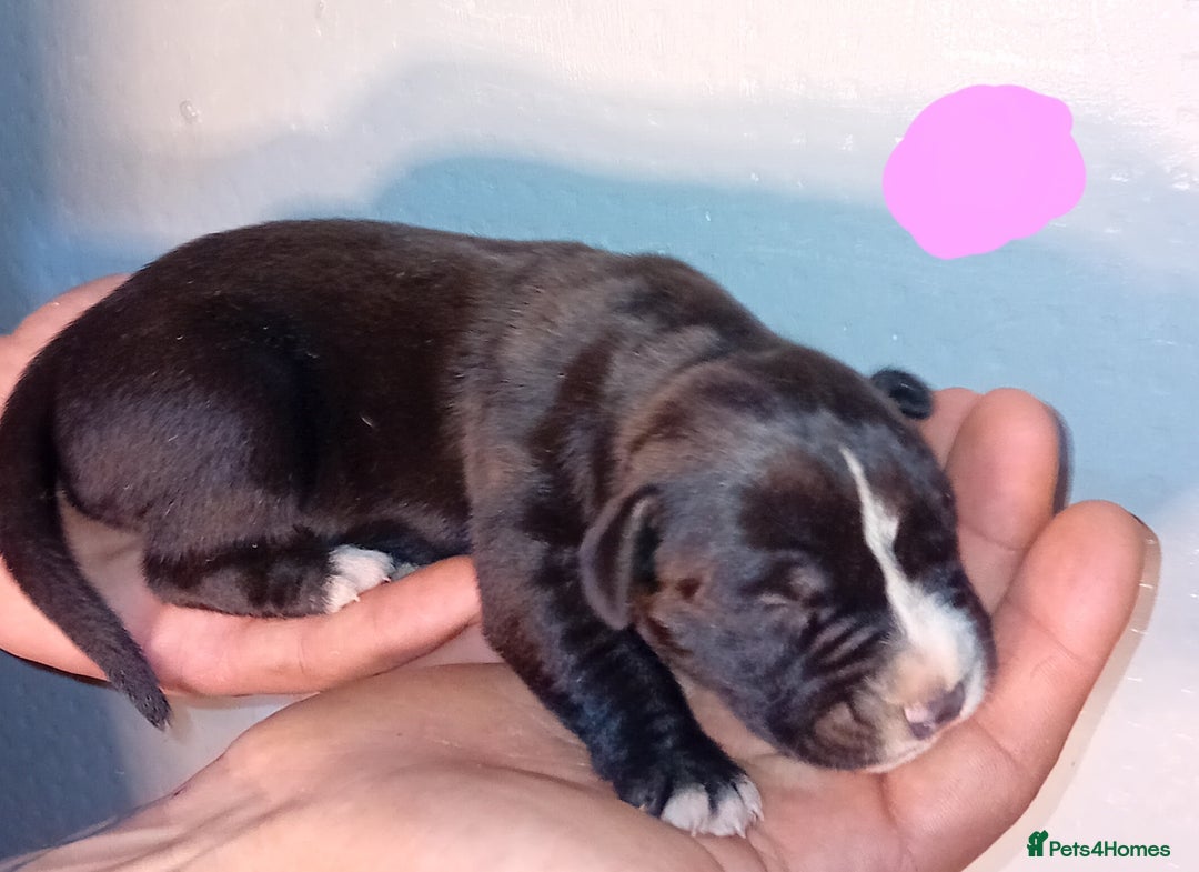 Mixed Breed dogs for sale: Taylors Minidane (Bulldane) Pups Available  - Image 18