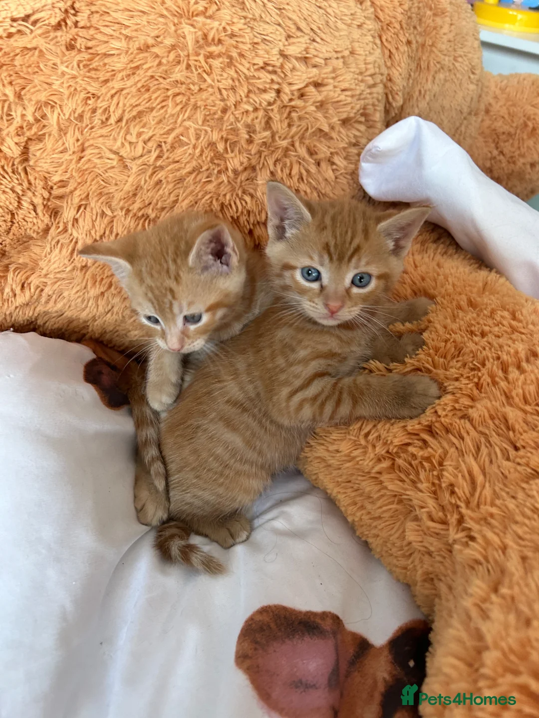 Mixed Breed cats for sale: Kittens ready now  in Reading - Advert 2