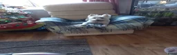 West Highland Terrier dogs for sale: Mrs Helen Kerry  - Advert 2