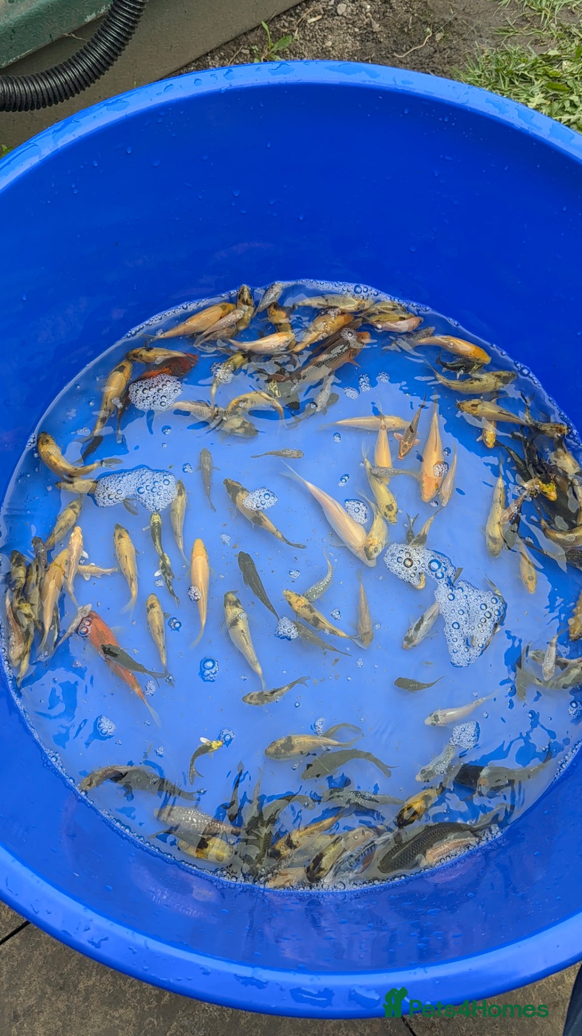 Koi Carp fish Koi carp - Advert 23