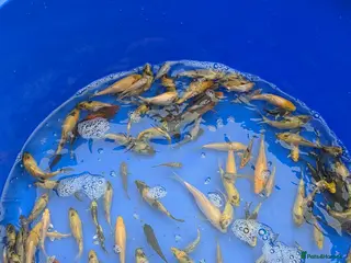 Koi Carp fish Koi carp - Advert 23