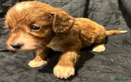 Cockapoo dogs for sale: STUNNING RED F1 TOY COCKAPOOS - Image 3