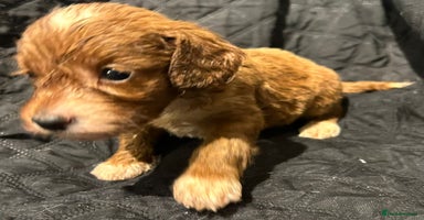 Cockapoo dogs - Advert 8