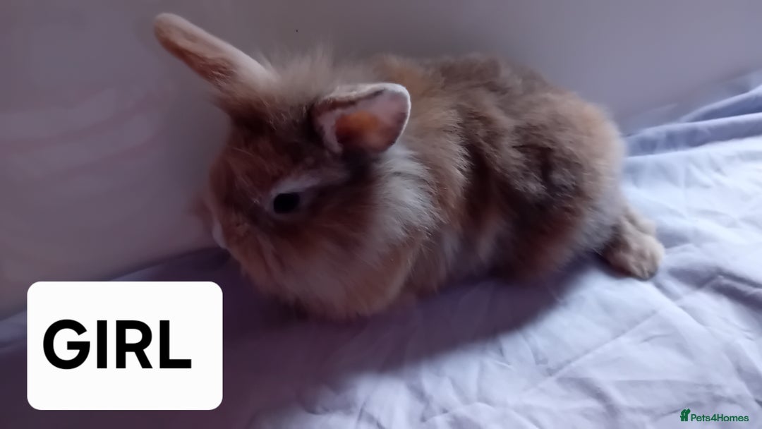 Lionhead rabbits for sale: Pure bred double main Lionhead Rabbits  - Image 10