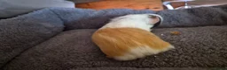 Guinea Pig rodents for sale: baby guinea pigs in Keith - Advert 5