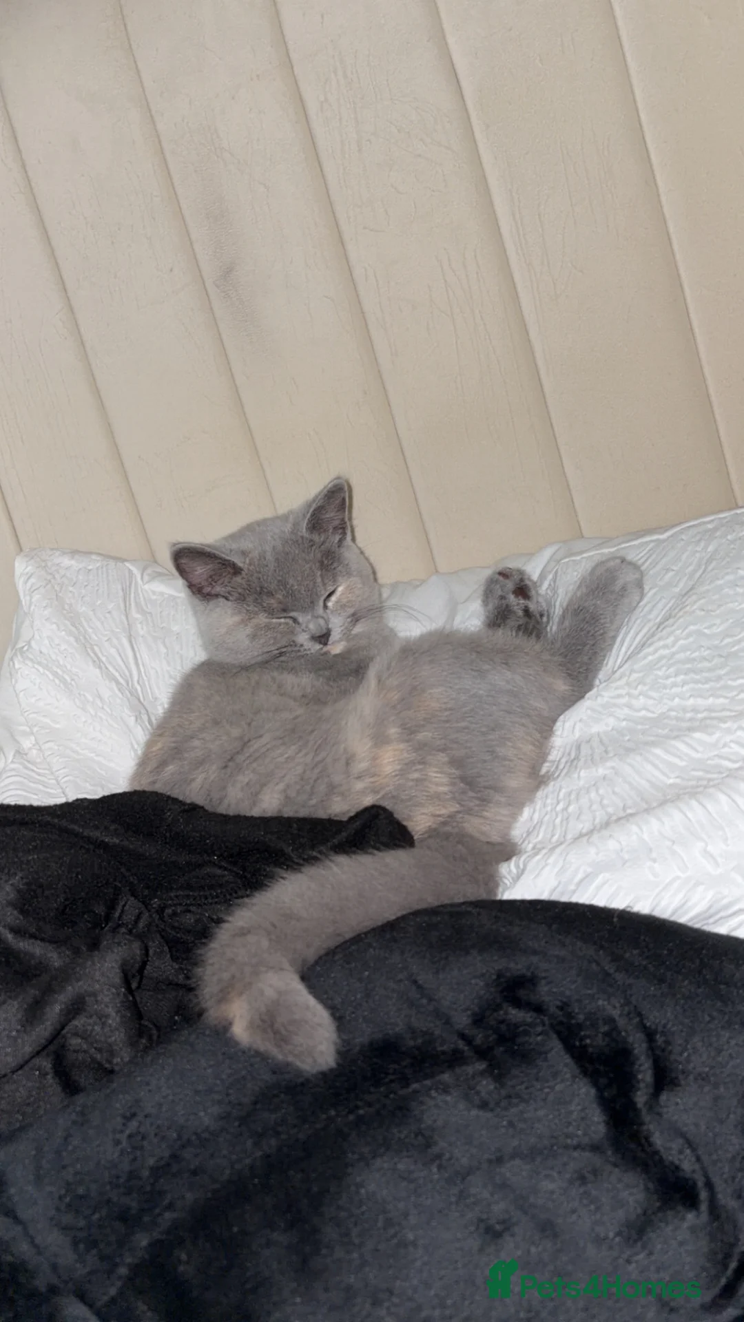 British Shorthair cats for sale: British shorthair  - Advert 11