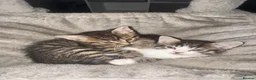 Mixed Breed cats for sale: 6 beautiful kittens for sale  - Advert 5