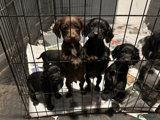 Cocker Spaniel dogs Kc reg Cocker bitch. Black Ready TODAY - Advert 14