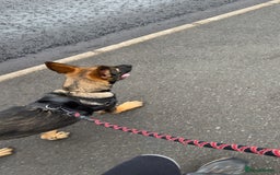 German Shepherd dogs for sale: Playful 5 Moth Old German Shepherd Male - Image 10