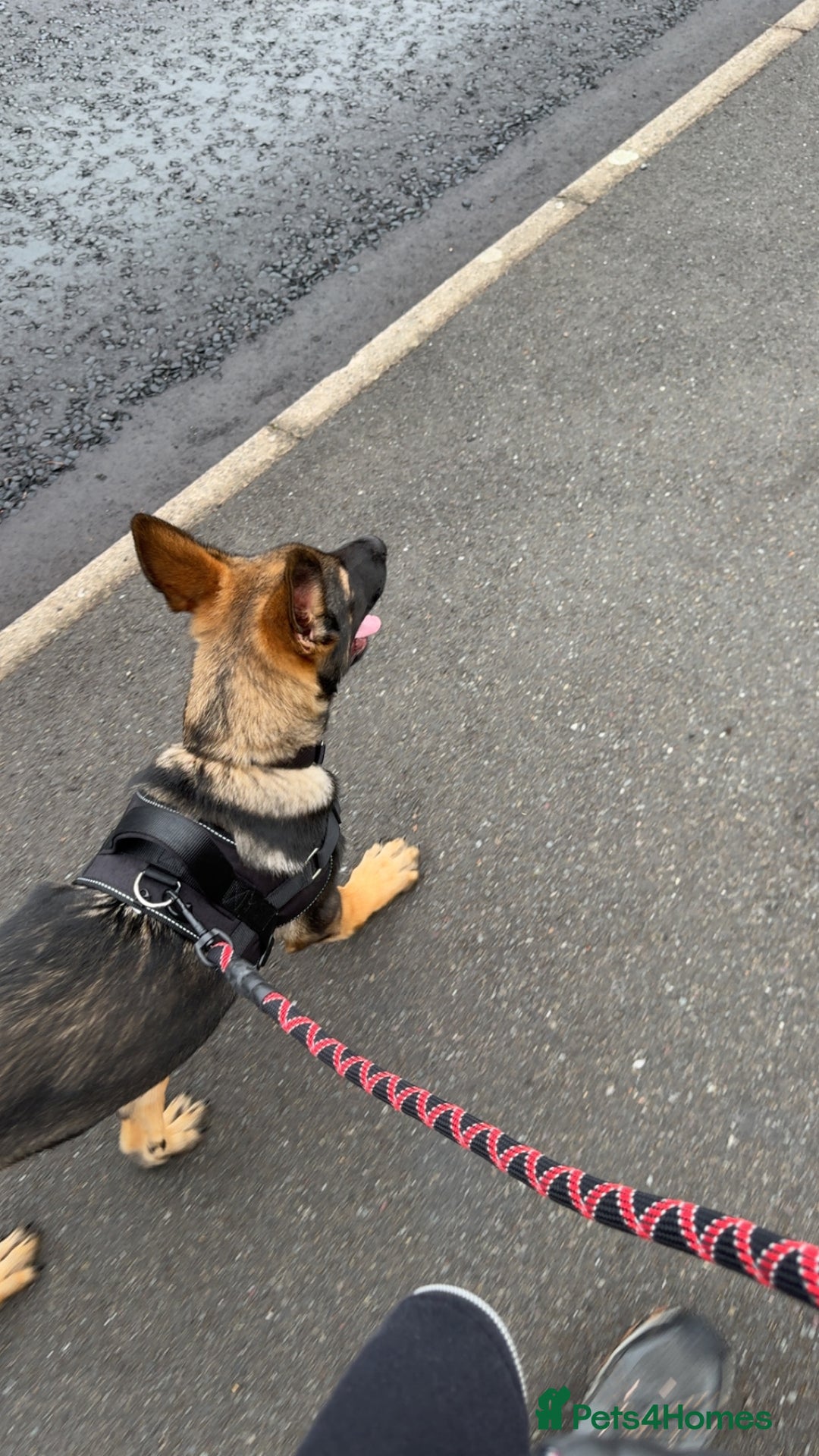 German Shepherd dogs for sale: Playful 5 Moth Old German Shepherd Male - Image 10