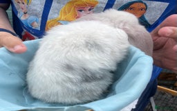 Mini Lop rabbits for sale: Autumn babies - Image 10