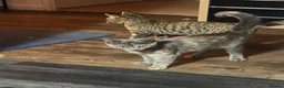Mixed Breed cats for sale: 'Two beautiful girls looking for loving homes - Advert 5