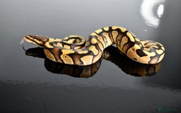 Python Snake reptiles for sale: Amazing baby ball pythons - Advert 8