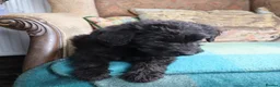 Labradoodle dogs for sale: Labradoodle Puppies Last 2 Boys Price Reduced - Advert 16