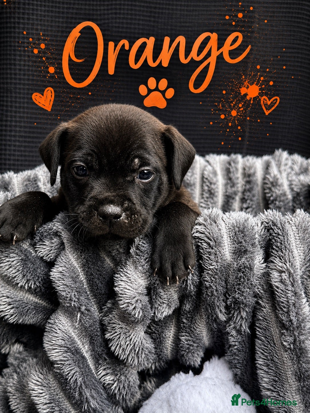 Staffordshire Bull Terrier dogs 1 stunning girl left! - Advert 1
