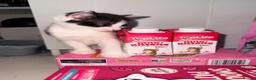 Mixed Breed cats for sale: Litter of 6 Gorgeous kittens  - Advert 8