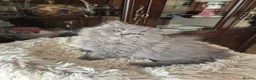 British Longhair cats for sale: BEAUTIFUL BRITISH LONGHAIR KITTENS - Advert 9