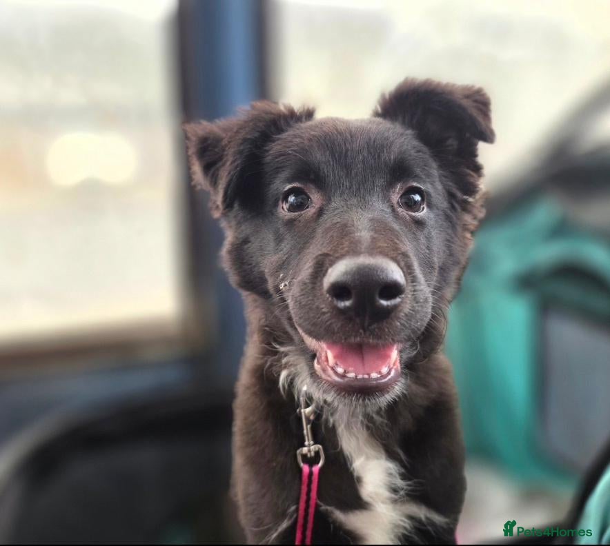 Mixed Breed dogs 5 collie x whippet puppies  - Advert 6