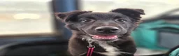 Mixed Breed dogs for sale: 5 collie x whippet puppies  - Advert 1