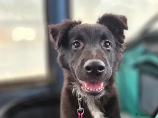 Mixed Breed dogs 5 collie x whippet puppies - Advert 6