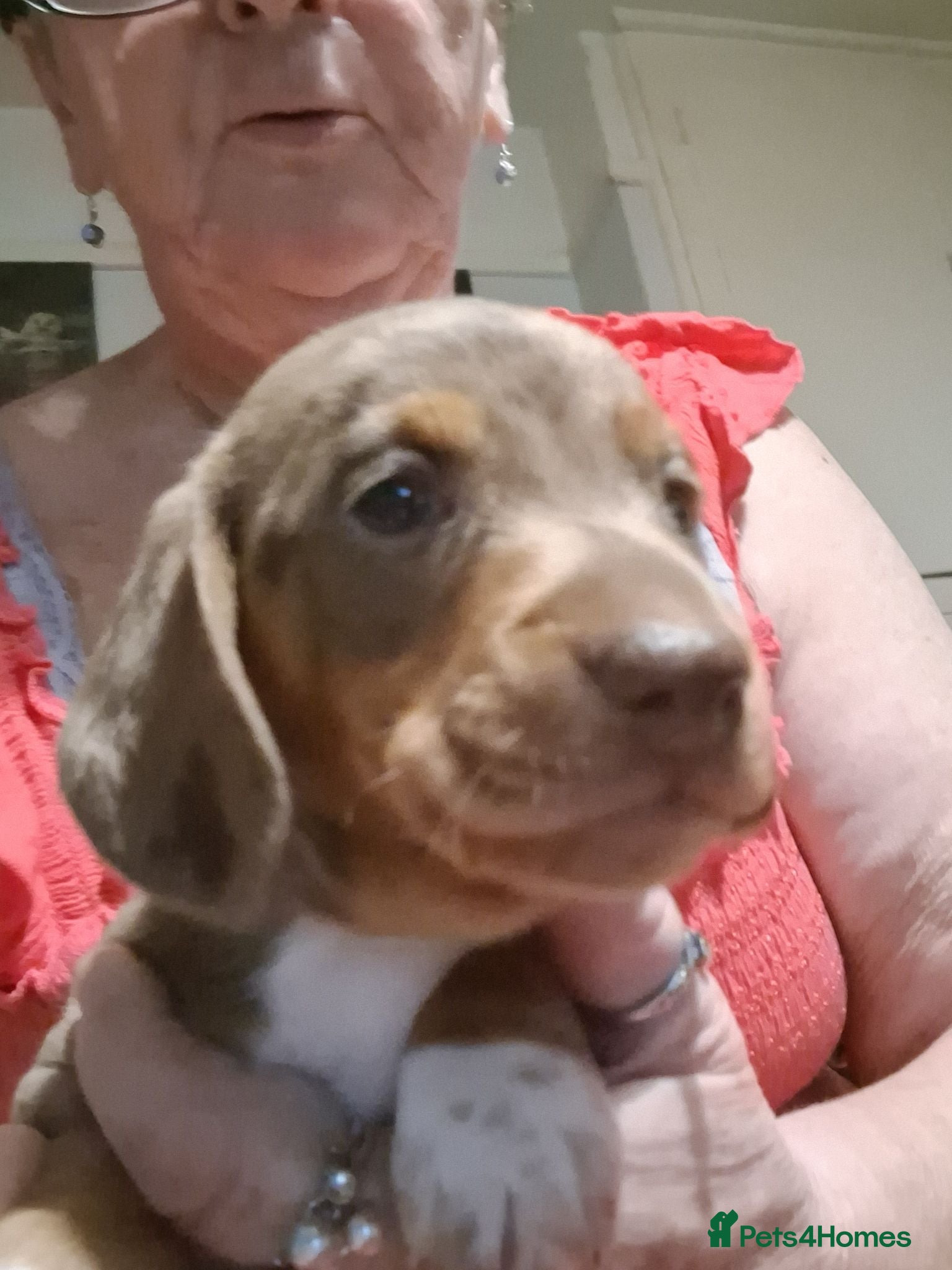Miniature Dachshund dogs Only 1 choc dapple left - Advert 5