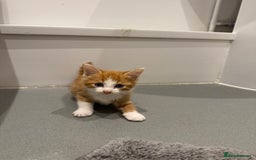 Mixed Breed cats for sale: 2 beautiful kittens left to find a home - Image 4