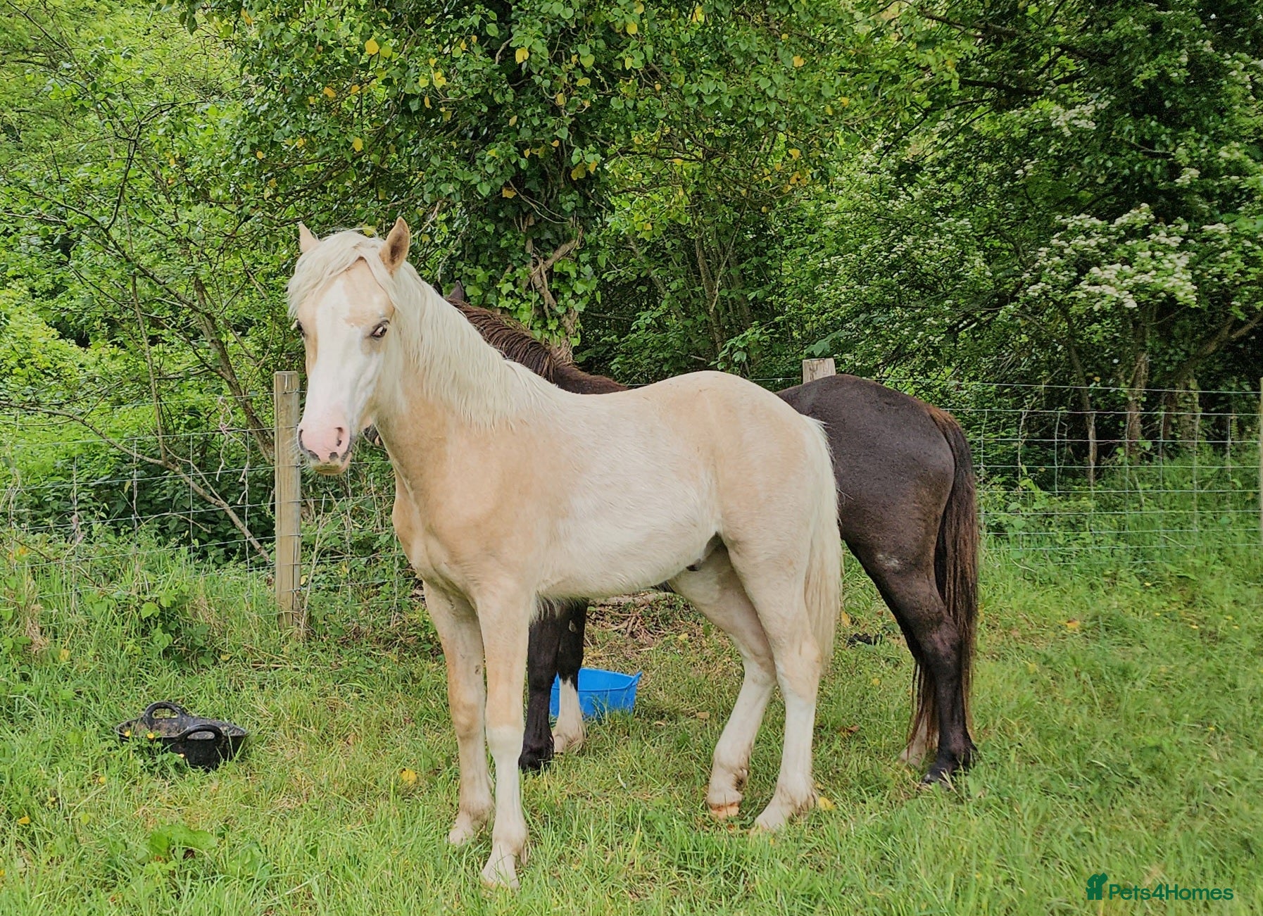 Welsh Section D horses Palomino Welsh pb colt  - Advert 2